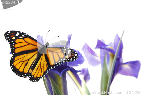 Image of Buttefly on flowers