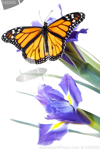 Image of Buttefly on flowers