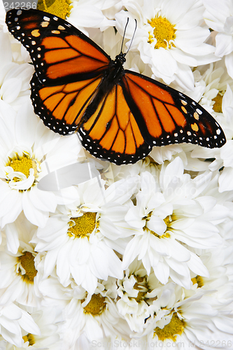 Image of Butterfly on Flowers