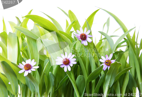 Image of Grass and Flowers