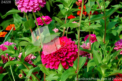 Image of Zinnia Garden