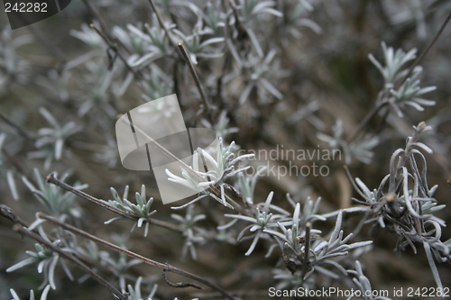 Image of Lavender