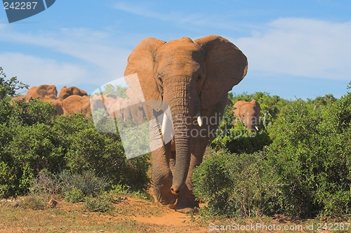 Image of African Elephant