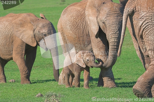 Image of African Elephant Family