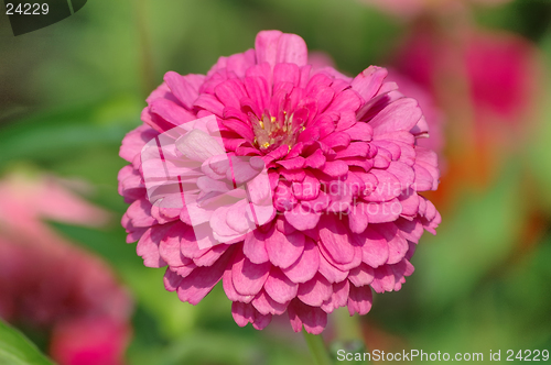 Image of Zinnia