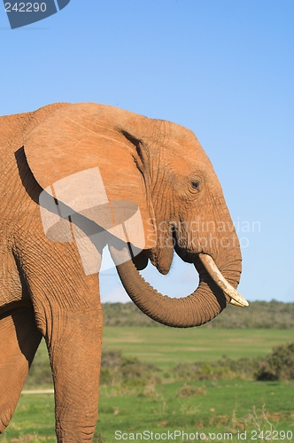 Image of Itchy Ear
