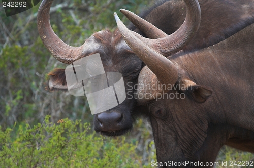 Image of Buffalo scratch