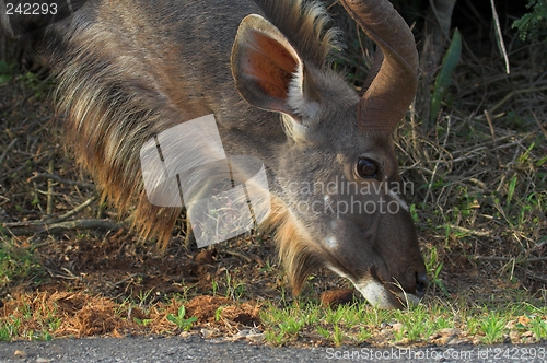 Image of Kudu