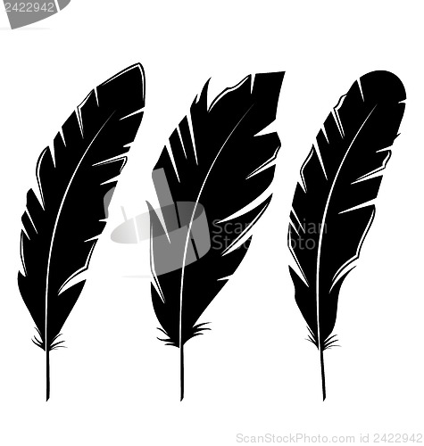 Image of Set feathers isolated on white background