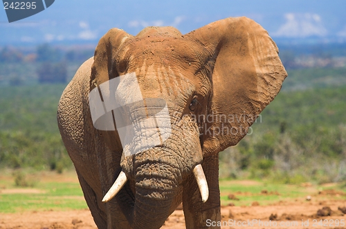 Image of Elephant Bull