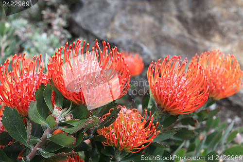 Image of Leucospermum - Pincushion Protea