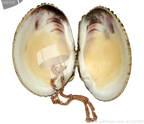 Image of Chain in a shell