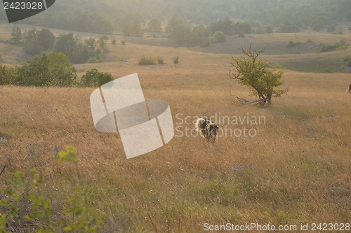 Image of summer landscape