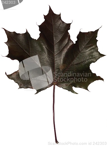 Image of Black maple leaf