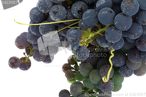 Image of Bunch Grape