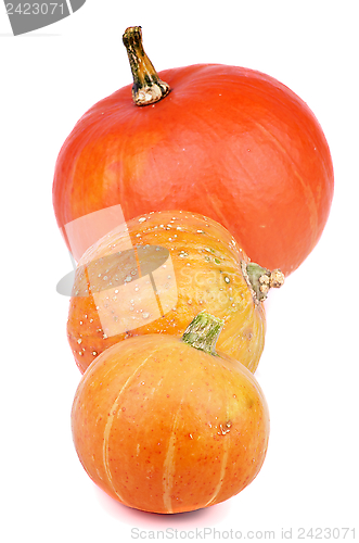Image of Three Pumpkins