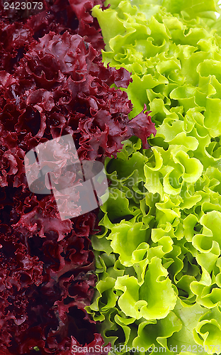 Image of Lettuce Leaves Background