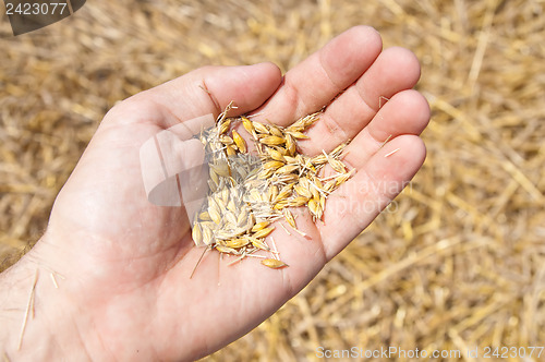 Image of wheat in the hand over new harvest