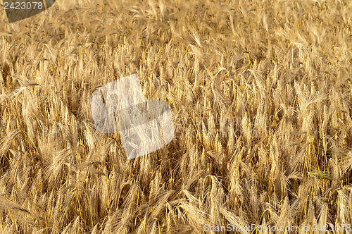 Image of golden wheat ears
