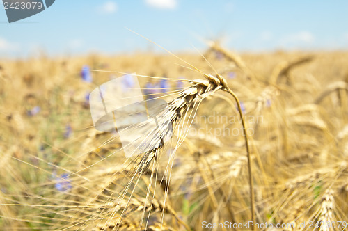 Image of ears of wheat with flowers