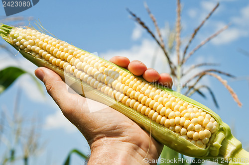 Image of view of an ear of corn in hand