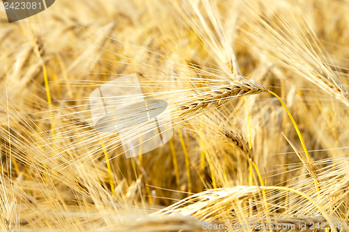 Image of golden wheat ears. south Ukraine