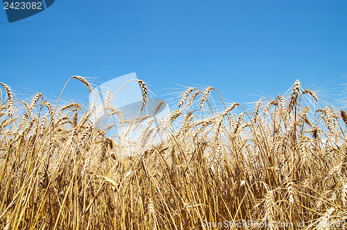 Image of gold ears of wheat