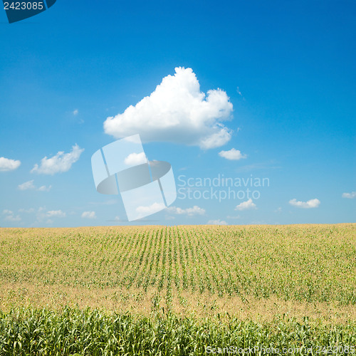Image of field with corn under blue sky and clouds