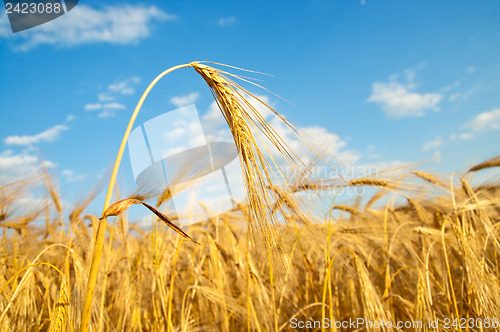 Image of gold ears of wheat