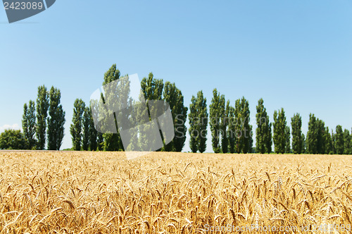 Image of gold ears of wheat and trees