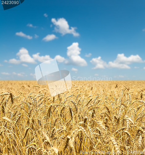 Image of gold ears of wheat under sky