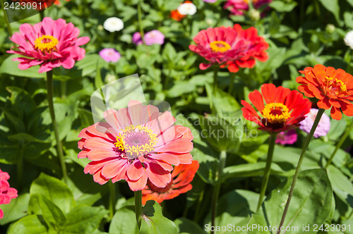 Image of gerbera flowers