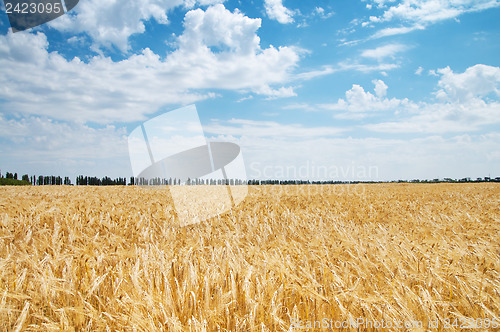 Image of golden wheat ears. south Ukraine