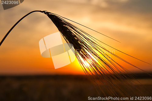 Image of sunset on field at summer. ears of wheat sun against