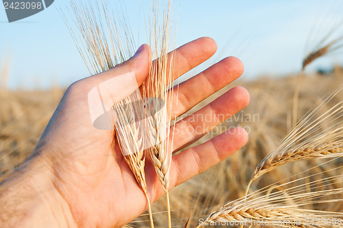 Image of ears of wheat in a hand above the field