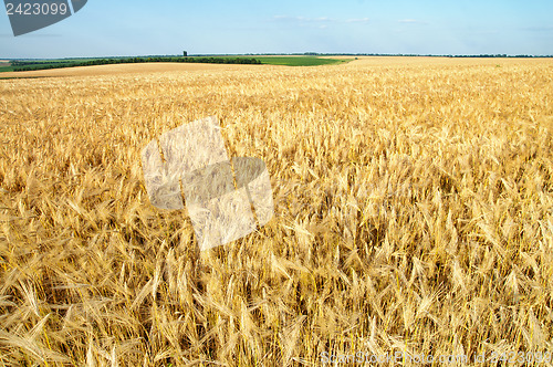 Image of field of ripe wheat gold color
