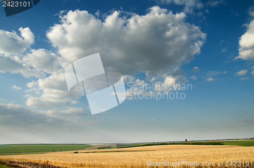 Image of field of ripe wheat gold color and cloudy sky
