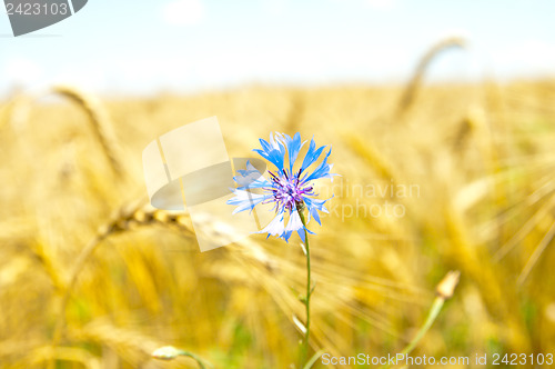 Image of blue cornflowers in field