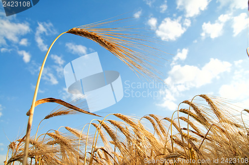 Image of field of wheat with clouds