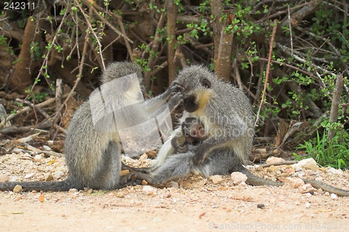 Image of Monkey Family