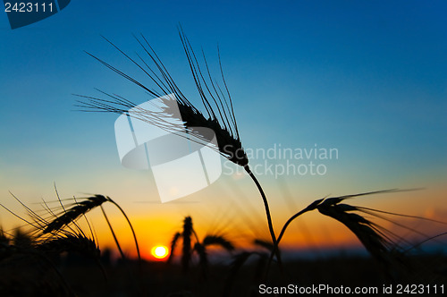 Image of sunset on field at summer. ears of wheat sun against