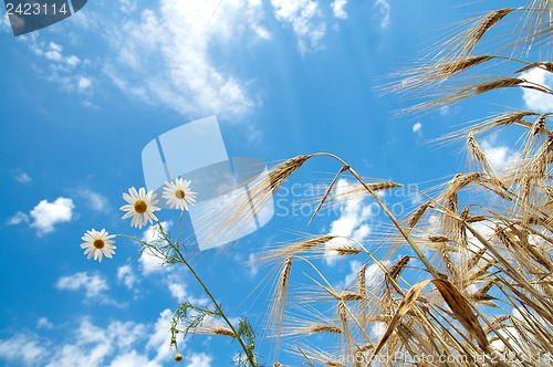 Image of ears of wheat with chamomiles