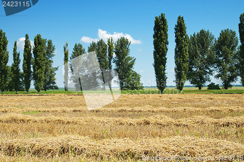 Image of field of wheat in windrows and trees
