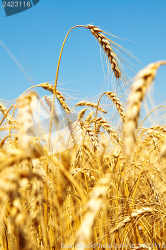 Image of gold ears of wheat