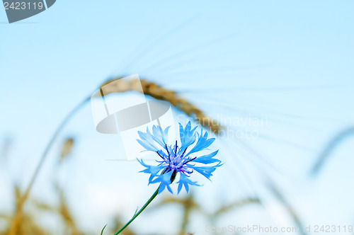 Image of flower and ear. focus on flower