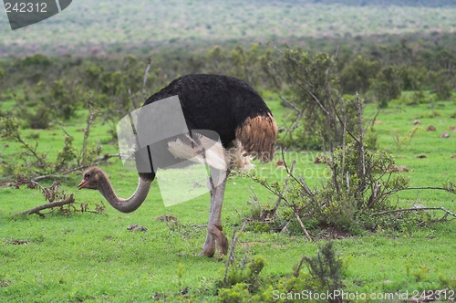 Image of Ostrich Feeding