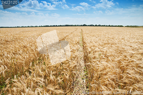 Image of way in field of wheat