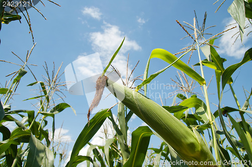 Image of green corn in the field under blue sky