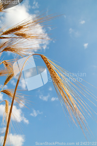 Image of golden wheat ears under sky
