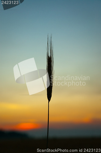 Image of sunset on field at summer. ears of wheat sun against